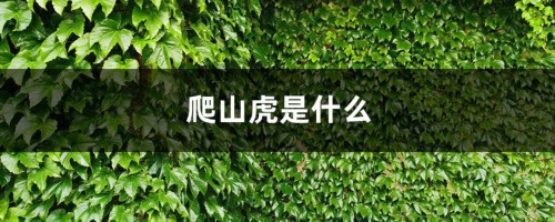 爬山虎是什么，爬山虎的样子