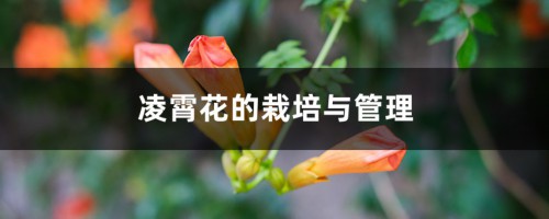 凌霄花的栽培与管理，怎样施肥