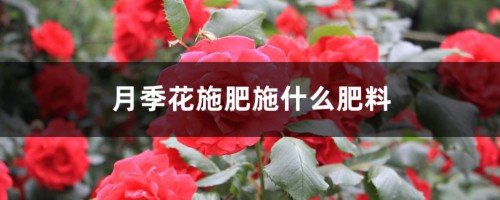 月季花施肥施什么肥料