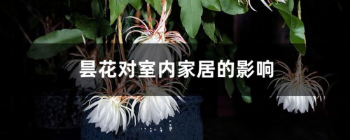 昙花对室内家居的影响