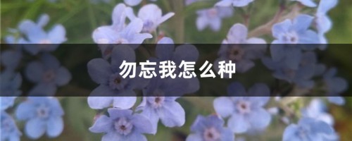 勿忘我怎么种