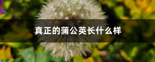 真正的蒲公英长什么样