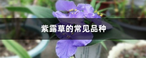 紫露草的常见品种