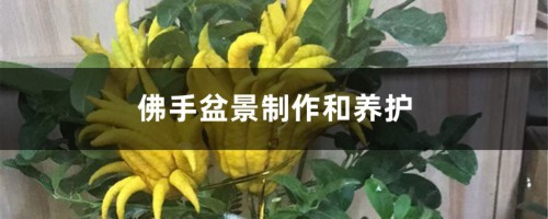 佛手盆景制作和养护