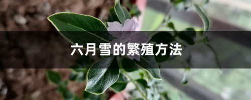 六月雪的繁殖方法