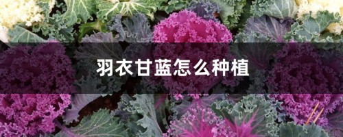 羽衣甘蓝怎么种植